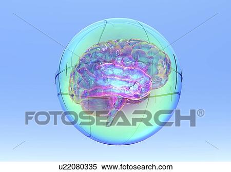 Stock Photography - Brain in sphere, computer artwork. Fotosearch