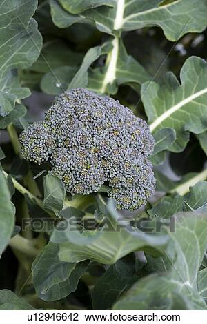 Stock Image - Broccoli. Fotosearch