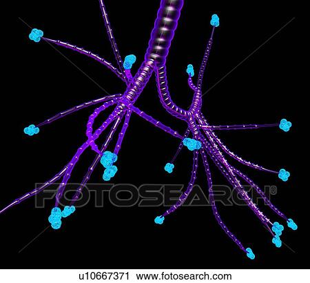Stock Image - Bronchial tree, artwork. Fotosearch
