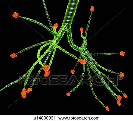 Stock Image - Bronchial tree, artwork. Fotosearch