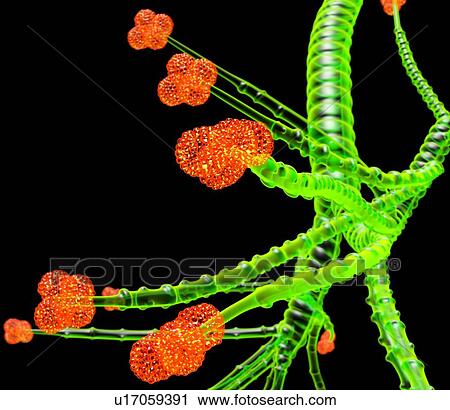 Stock Image - Bronchial tree, artwork. Fotosearch