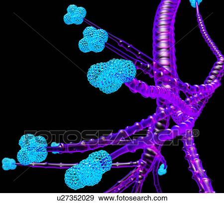 Stock Photo - Bronchial tree, artwork. Fotosearch