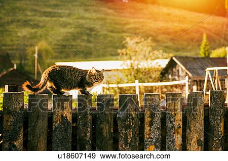 Stock Photo - Cat on log fence looking at camera. Fotosearch