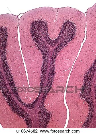 Stock Image - Cerebellum, light micrograph. Fotosearch
