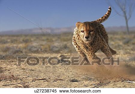 Cheetah running, artwork View Large Photo Image Stock Photography - Cheetah running, artwork. Fotosearch