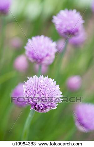 Stock Image - Chinese chives (Allium Tuberosum). Fotosearch