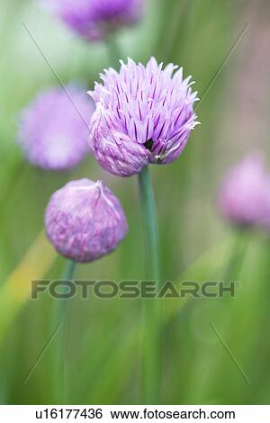 Stock Photograph - Chinese chives (Allium Tuberosum). Fotosearch