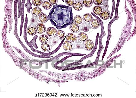 Stock Image - Chrysanthemum flower bud light micrograph. Fotosearch
