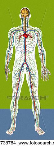 Picture - Circulatory system, artwork. Fotosearch