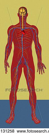 Circulatory system, artwork View Large Photo Image Stock Photo - Circulatory system, artwork. Fotosearch