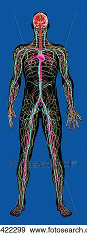Circulatory system, artwork View Large Photo Image Stock Photo - Circulatory system, artwork. Fotosearch