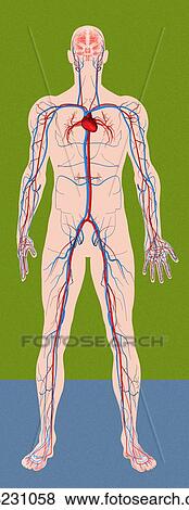 Circulatory system, artwork View Large Photo Image Stock Photo - Circulatory system, artwork. Fotosearch