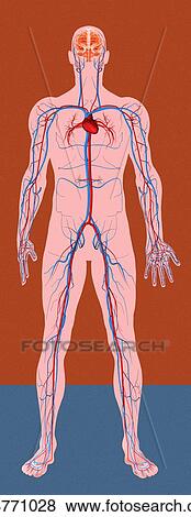 Circulatory system, artwork View Large Photo Image Stock Photo - Circulatory system, artwork. Fotosearch
