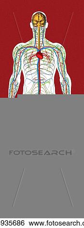 Circulatory system, artwork View Large Photo Image Stock Photograph - Circulatory system, artwork. Fotosearch