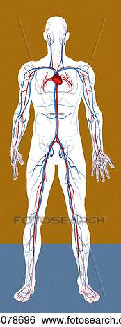 Circulatory system, artwork View Large Photo Image Stock Photograph - Circulatory system, artwork. Fotosearch