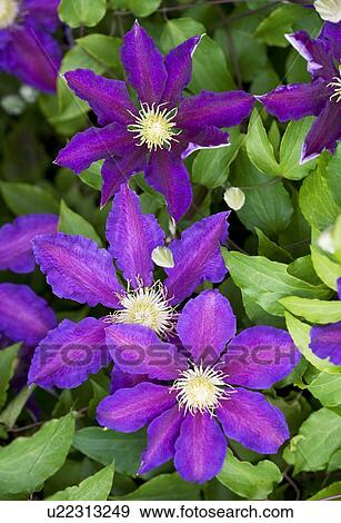 Stock Photo - Clematis The Vagabond flowers. Fotosearch