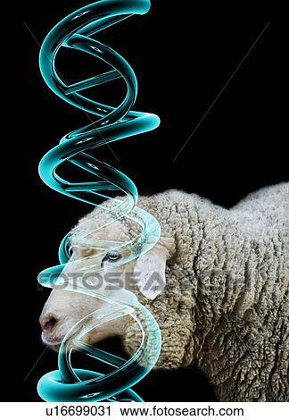 Cloned sheep, conceptual image View Large Photo Image Stock Image - Cloned sheep, conceptual image. Fotosearch