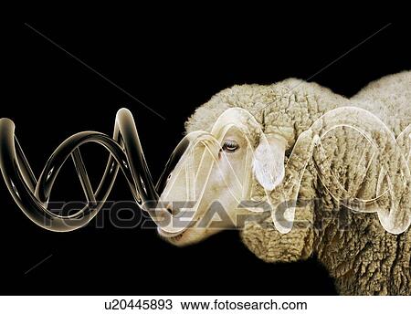 Cloned sheep, conceptual image View Large Photo Image Stock Image - Cloned sheep, conceptual image. Fotosearch