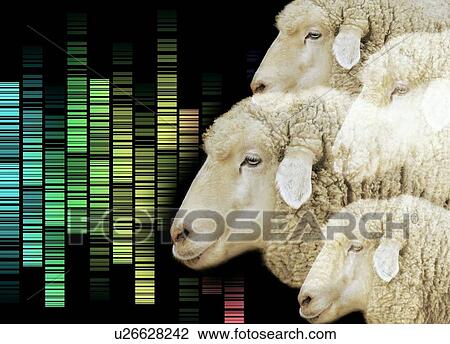 Cloned sheep, conceptual image View Large Photo Image Stock Image - Cloned sheep, conceptual image. Fotosearch
