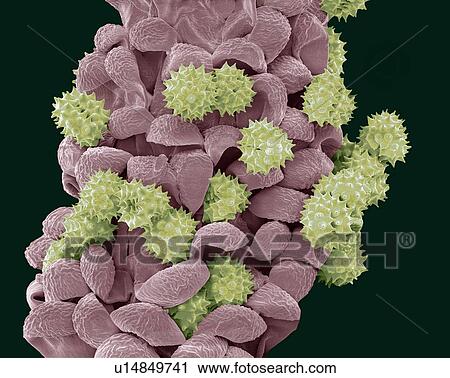 Common daisy anther, SEM View Large Photo Image Stock Image - Common daisy anther, SEM. Fotosearch
