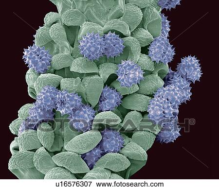 Stock Photo - Common daisy anther, SEM. Fotosearch