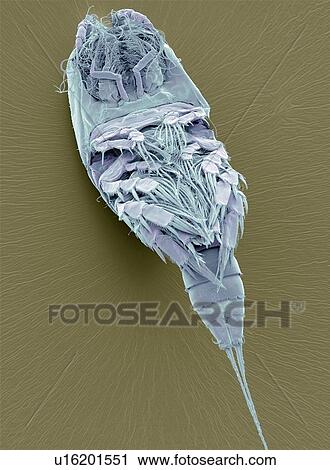 Stock Image - Copepod, SEM. Fotosearch