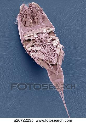 Copepod, SEM View Large Photo Image Stock Photography - Copepod, SEM. Fotosearch
