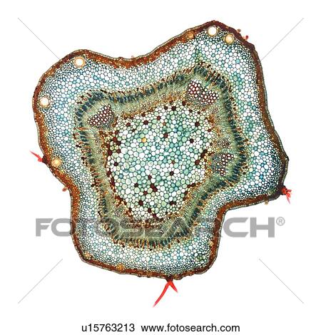 Cotton stem, light micrograph View Large Photo Image Stock Image - Cotton stem, light micrograph. Fotosearch