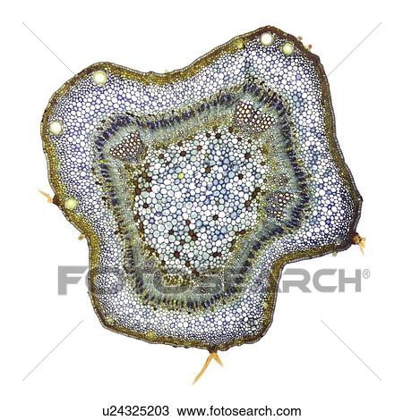 Stock Image - Cotton stem, light micrograph. Fotosearch