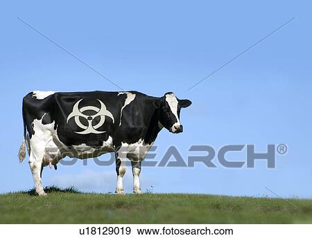 Stock Photo - Cow and biohazard sign, artwork. Fotosearch