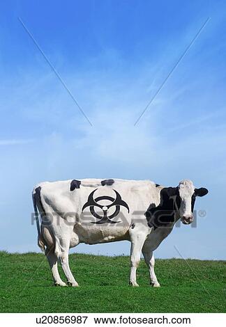 Stock Photo - Cow and biohazard sign, artwork. Fotosearch