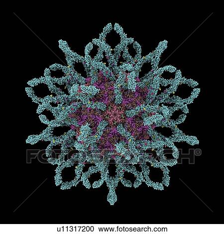 Stock Image - Coxsackie B3 virus particle. Fotosearch