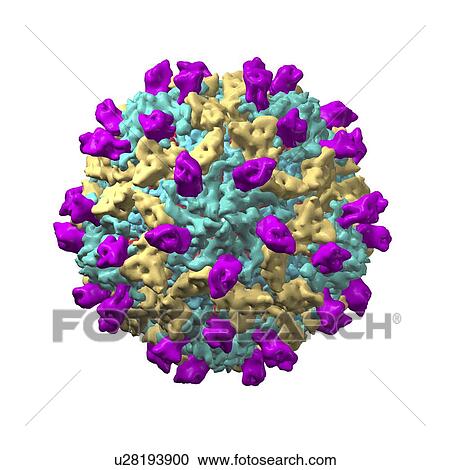 Stock Image - Coxsackie B3 virus particle. Fotosearch