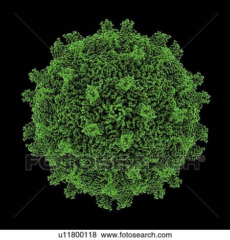 Stock Photo - Coxsackie B3 virus particle. Fotosearch