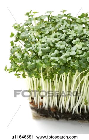 Cress View Large Photo Image Stock Image - Cress. Fotosearch