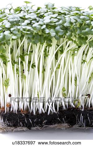 Stock Photo - Cress. Fotosearch