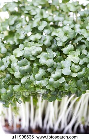 Cress View Large Photo Image Stock Photography - Cress. Fotosearch
