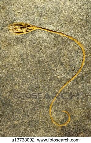 Crinoid fossil View Large Photo Image Stock Image - Crinoid fossil. Fotosearch