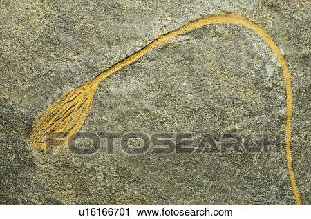 Crinoid fossil View Large Photo Image Stock Image - Crinoid fossil. Fotosearch