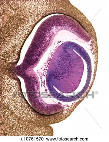 Developing pig eye, light micrograph View Large Photo Image Stock Image - Developing pig eye, light micrograph. Fotosearch