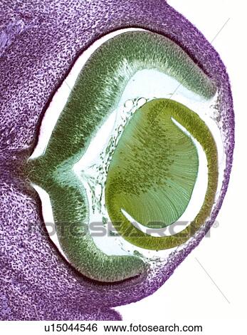 Stock Photograph - Developing pig eye, light micrograph. Fotosearch