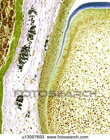 Stock Image - Developing tooth, light micrograph. Fotosearch