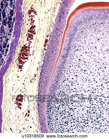 Stock Photo - Developing tooth, light micrograph. Fotosearch