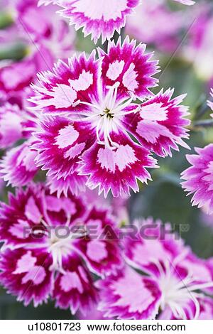 Stock Image - Dianthus Cranberry Ice flowers. Fotosearch