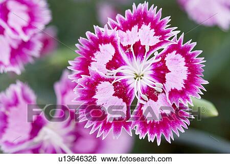 Stock Photograph - Dianthus Cranberry Ice. Fotosearch