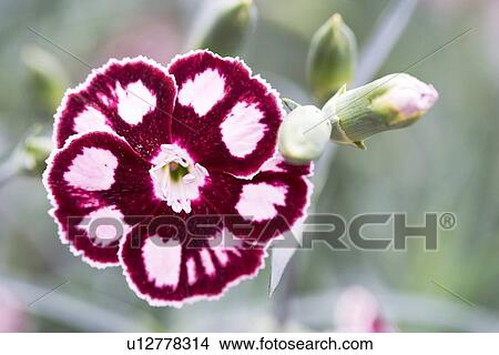 Dianthus Mystic Star flower View Large Photo Image Picture - Dianthus Mystic Star flower. Fotosearch