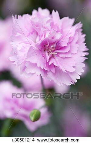 Picture - Dianthus Whatfield Cancan. Fotosearch