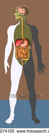 Stock Image - Digestive system, artwork. Fotosearch