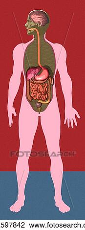 Digestive system, artwork View Large Photo Image Stock Image - Digestive system, artwork. Fotosearch