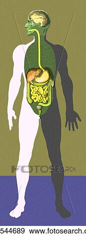 Stock Photo - Digestive system, artwork. Fotosearch